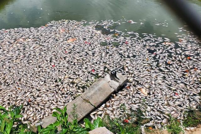 Cá chết trên hồ sinh thái Bàu Sen (Quy Nhơn) do thiếu oxy